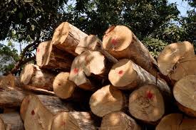 Sourcing Trees